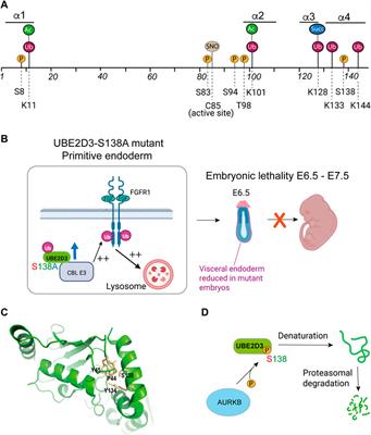 The UBE2D ubiquitin conjugating enzymes: Potential regulatory hubs in development, disease and evolution